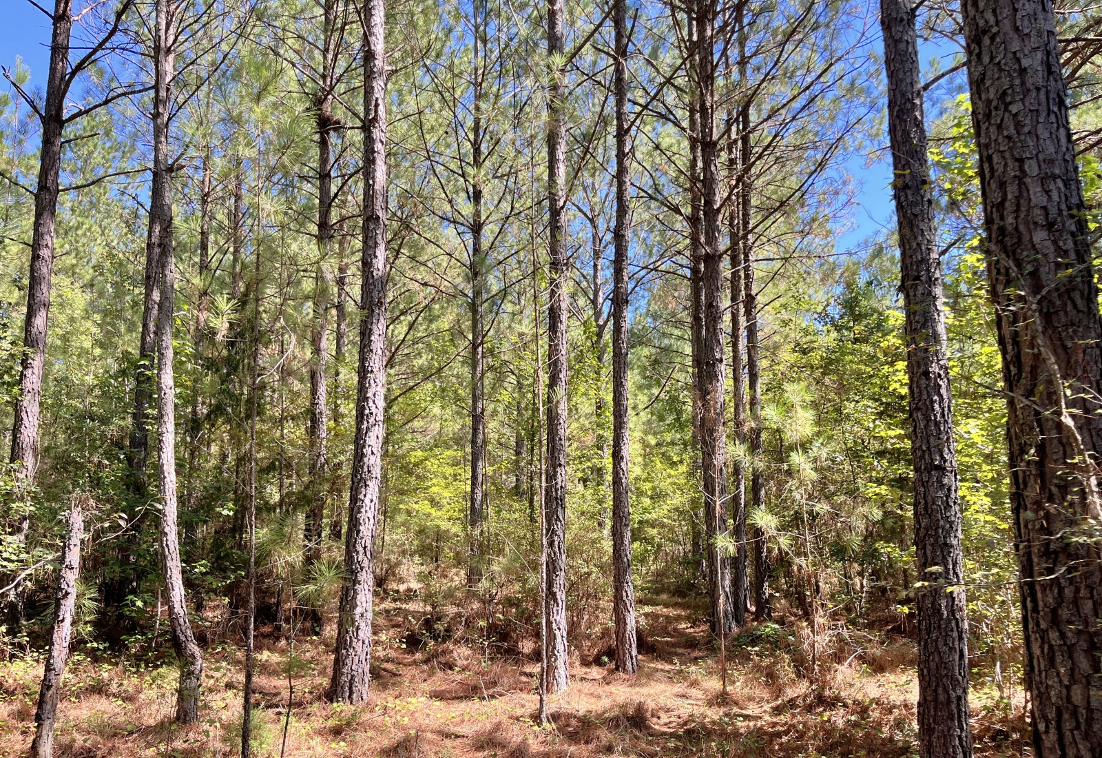 Edgefield County, 0 , 0 ,0,Land,Active,0,1223