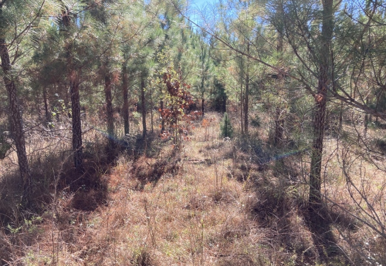 Newberry County, ,Land,Sold,1071