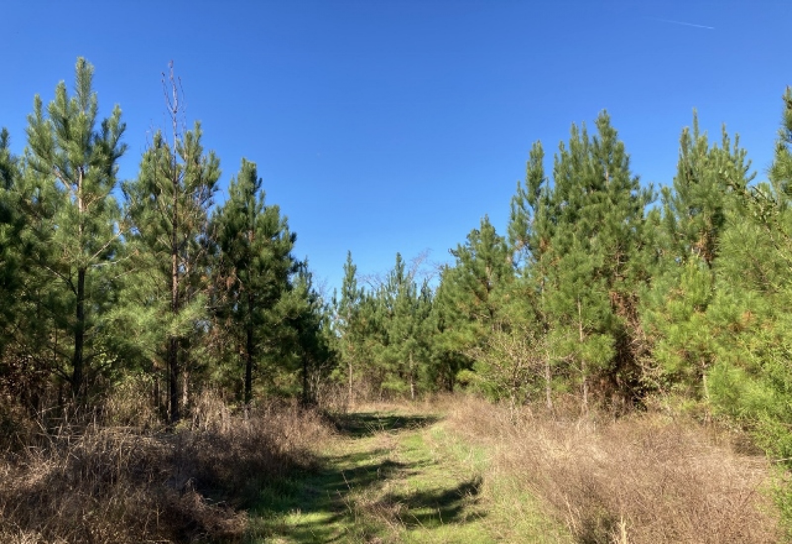 Newberry County, ,Land,Sold,1071